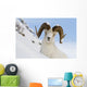 Close Up Of A Full-Curl Ram Dall Sheep Standing On A Steep Slope Wall Mural