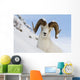 Close Up Of A Full-Curl Ram Dall Sheep Standing On A Steep Slope Wall Mural