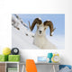Close Up Of A Full-Curl Ram Dall Sheep Standing On A Steep Slope Wall Mural