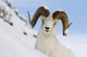 Close Up Of A Full-Curl Ram Dall Sheep Standing On A Steep Slope Wall Mural