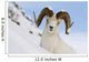Close Up Of A Full-Curl Ram Dall Sheep Standing On A Steep Slope Wall Mural