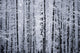 Snowcovered Cottonwood Trees Girdwood Southcentral Alaska Winter Wall Mural