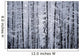 Snowcovered Cottonwood Trees Girdwood Southcentral Alaska Winter Wall Mural