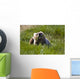 Brown Bear Eating Sedge Grass Wall Mural