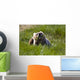 Brown Bear Eating Sedge Grass Wall Mural