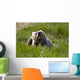 Brown Bear Eating Sedge Grass Wall Mural