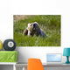 Brown Bear Eating Sedge Grass Wall Mural