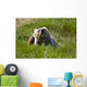 Brown Bear Eating Sedge Grass Wall Mural