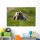 Brown Bear Eating Sedge Grass Wall Mural