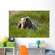 Brown Bear Eating Sedge Grass Wall Mural