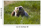 Brown Bear Eating Sedge Grass Wall Mural
