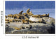 Steller Sea Lions Wall Mural