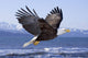 Bald Eagle Wall Mural