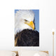 Portrait Of A Mature Bald Eagle In Homer, Alaska Wall Mural