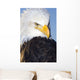 Portrait Of A Mature Bald Eagle In Homer, Alaska Wall Mural
