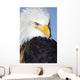 Portrait Of A Mature Bald Eagle In Homer, Alaska Wall Mural