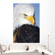 Portrait Of A Mature Bald Eagle In Homer, Alaska Wall Mural