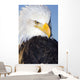 Portrait Of A Mature Bald Eagle In Homer, Alaska Wall Mural