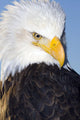 Portrait Of A Mature Bald Eagle In Homer, Alaska Wall Mural