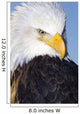 Portrait Of A Mature Bald Eagle In Homer, Alaska Wall Mural