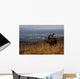 Bull Moose Grazing & Resting Wall Mural