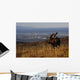 Bull Moose Grazing & Resting Wall Mural