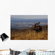 Bull Moose Grazing & Resting Wall Mural