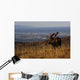 Bull Moose Grazing & Resting Wall Mural