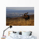 Bull Moose Grazing & Resting Wall Mural