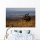 Bull Moose Grazing & Resting Wall Mural