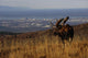 Bull Moose Grazing & Resting Wall Mural