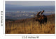 Bull Moose Grazing & Resting Wall Mural