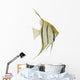Aquarium Angelfish Fish Wall Decal