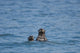 Sea Otters Swimming Wall Mural