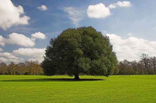 Strong Tree Wall Decal