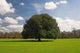 Strong Tree Wall Decal