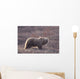 Brown Bear In Denali National Park, Interior Alaska, Spring Wall Mural