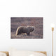 Brown Bear In Denali National Park, Interior Alaska, Spring Wall Mural
