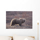 Brown Bear In Denali National Park, Interior Alaska, Spring Wall Mural