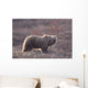 Brown Bear In Denali National Park, Interior Alaska, Spring Wall Mural
