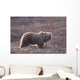 Brown Bear In Denali National Park, Interior Alaska, Spring Wall Mural