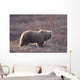 Brown Bear In Denali National Park, Interior Alaska, Spring Wall Mural