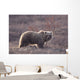 Brown Bear In Denali National Park, Interior Alaska, Spring Wall Mural