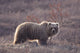 Brown Bear In Denali National Park, Interior Alaska, Spring Wall Mural