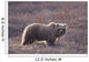 Brown Bear In Denali National Park, Interior Alaska, Spring Wall Mural