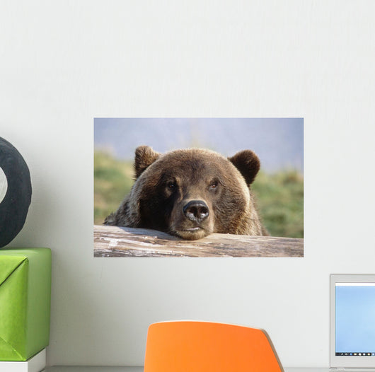 Brown Bear Resting Wall Mural