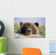 Brown Bear Resting Wall Mural