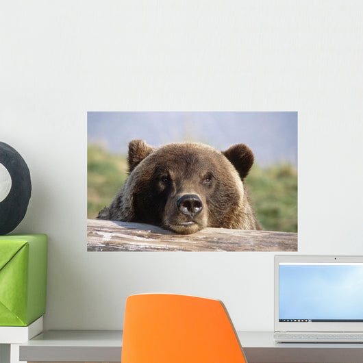 Brown Bear Resting Wall Mural