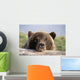 Brown Bear Resting Wall Mural