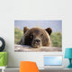 Brown Bear Resting Wall Mural
